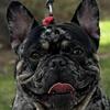 Tri-Merle Frenchbulldog Stud Available