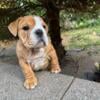 AKC English Bulldog Puppies