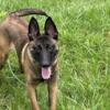 Belgian malinois Perfect for family with or without kids (but loves kids) and active family far as hiking walking etc.