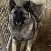 Adult Norwegian elkhounds
