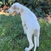 Unique Lilac Piebald Great Dane Puppy  in Michigan