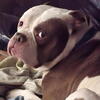 American Bulldog