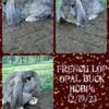 Pedigreed French Lops