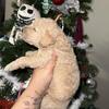 AKC miniature poodles