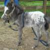 AMHA/AMHR 2024 Miniature horse colt and fillies