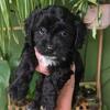Cavapoo