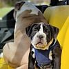 Olde English Bulldogge Puppy Tennessee