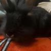 Baby lionhead