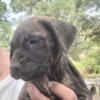 Presa canario  registered