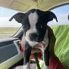 Boston terrier puppy