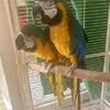 Breeder pair blue and gold macaw