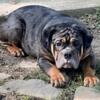 Olde English Bulldogge Puppy