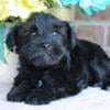 Miniature Schnauzer Puppies for Sale - New Castle Indiana