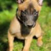 Belgian Malinois Puppies