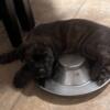 Cane Corso Puppies for Sale to good home