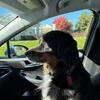 Bernese Mountain Dog Mix