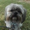 Shih Tzu Purebred Stud only