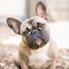 French Bull dog $1,000