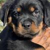 Champion bloodline Serbian Rottweiler Puppies