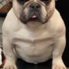 Female French Bulldog