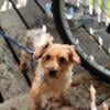 Female Yorkie good with kids and other dogs