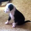 Sheepadoodle puppies