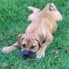 Boerboel/Mastiff Mix Lt Tan Female