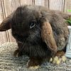 *** PET HOLLAND LOPS ***