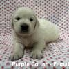 English Cream Golden Retriever