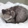 Beautiful Blue Cream Smoke Exotic Shorthair