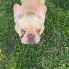 Male Frenchie fluffy carrier AKC