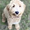 F1 Male Goldendoodle