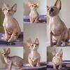 Sphynx Kittens Available
