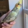 Cockatiel Babies