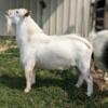 Registered Nigerian Dwarf Buck Ohio