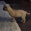 Pug Mix Puppy Femae