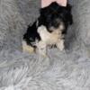 Cavapoo Puppies looking for home