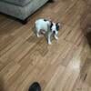 Beautiful Quality Boston Terrier Male  Puppies Ready To Go 517three0six8two8eight 2 left