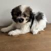 Pomapoo puppies 