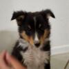 Shetland sheepdog puppies Shelties 