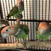 Cape Parrots (Poicephalus fusicolis) also known as Brown-Necked Parrots