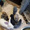 Continental giant rabbits