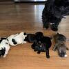DOXIEPOO PUPPIES
