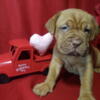 Dogue De Bordeaux - AKC Champion Bloodlines