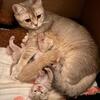British Shorthair Kittens – Boys & Girls