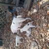 Papered Mountain Feist/Jack Russel puppies 4 sale