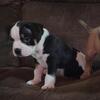 American Bully puppies