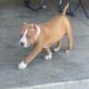 XL American bully (HUNTER) male pup