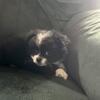 Chineranian puppies