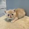 Exotic shorthair cream coloured male